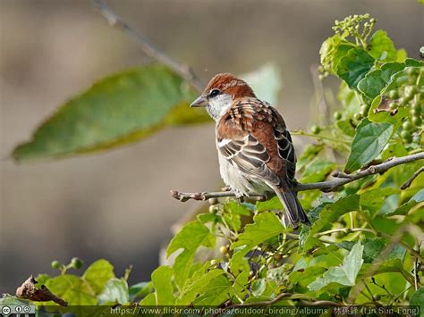 像麻雀的鳥|山麻雀 Russet Sparrow (Passer rutilans)